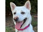 Adopt Byul-Ha a Jindo / Mixed dog in Potomac, MD (39081339)