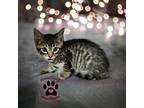 Adopt Water a Domestic Shorthair / Mixed cat in Hamilton, GA (39092320)