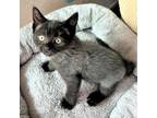 Adopt Matcha a Gray or Blue Domestic Shorthair / Mixed cat in Show Low