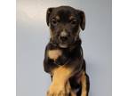 Adopt Groopert a Black German Shepherd Dog / Mixed dog in San Antonio