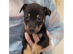 Adopt Jojo a Black German Shepherd Dog / Mixed dog in San Antonio, TX (39102487)