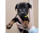Adopt Cindy Lou Who a Black German Shepherd Dog / Mixed dog in San Antonio