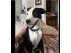 Adopt Jax a Black - with White Border Collie / Labrador Retriever / Mixed dog in