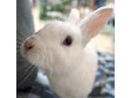 Adopt Yoshi a Other/Unknown / Mixed rabbit in Richmond, CA (39102388)