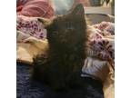 Adopt Pushkin a All Black Domestic Shorthair / Mixed cat in Las Cruces