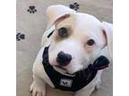 Adopt Bean a White - with Tan, Yellow or Fawn American Pit Bull Terrier / Mixed