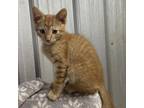 Adopt Warner a Orange or Red Domestic Shorthair / Mixed cat in Willington