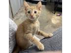 Adopt Watts a Orange or Red Domestic Shorthair / Mixed cat in Willington
