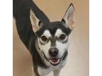 Adopt RAFIKI a Black Shiba Inu / Mixed Breed (Medium) / Mixed dog in Kyle