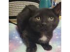 Adopt Ferdinand a All Black Domestic Shorthair / Mixed cat in Arden