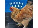 Adopt Roger (mcas) a Chicken bird in Troutdale, OR (39091489)