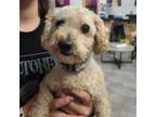 Adopt Chance fka Leo a White - with Tan, Yellow or Fawn Bichon Frise / Mixed dog