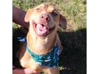 Adopt Cherry Gummy Bear a Pit Bull Terrier / Labrador Retriever / Mixed dog in