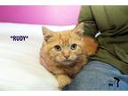 Adopt Rudy a Orange or Red Tabby Domestic Shorthair (short coat) cat in