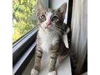 Adopt Red Baby Potato a Brown or Chocolate Domestic Shorthair / Mixed cat in New