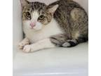 Adopt Cloe a Gray or Blue Domestic Shorthair / Domestic Shorthair / Mixed cat in