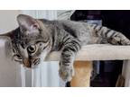 Adopt Harriet a Gray, Blue or Silver Tabby American Shorthair (short coat) cat
