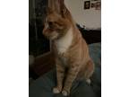 Adopt Maui a Orange or Red Tabby Tabby / Mixed (short coat) cat in Hood River