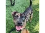 Adopt Diplo a Black Catahoula Leopard Dog / Mixed Breed (Medium) / Mixed dog in