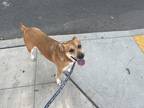 Adopt Dymphna a Tan/Yellow/Fawn - with White Australian Cattle Dog / Mixed dog