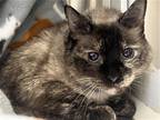 Adopt PENELOPE a Tortoiseshell Siamese / Mixed (medium coat) cat in Tustin