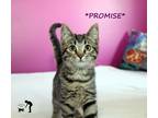 Adopt Promise a Brown Tabby Domestic Shorthair (short coat) cat in Centerville