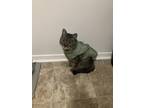 Adopt Marie a Brown Tabby Domestic Shorthair / Mixed (short coat) cat in