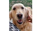 Adopt Kelsey a Red/Golden/Orange/Chestnut Golden Retriever / Mixed dog in Tinley