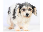 Adopt Sue a Gray/Blue/Silver/Salt & Pepper Shih Tzu / Bichon Frise / Mixed dog