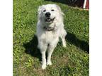 Adopt Lulu a White - with Tan, Yellow or Fawn Great Pyrenees / Mixed dog in