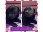 Adopt Lemon Meringue a Black Catahoula Leopard Dog / Labrador Retriever / Mixed