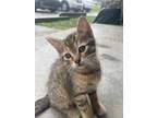 Adopt KITTEN ROMEO a Domestic Mediumhair / Mixed cat in Franklin, TN (39101482)