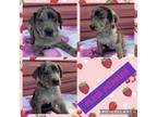 Adopt Plum Pudding a Merle Catahoula Leopard Dog / Labrador Retriever / Mixed