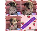 Adopt Apple Dumpling a Merle Catahoula Leopard Dog / Labrador Retriever / Mixed