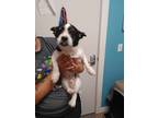 Adopt Evan a Jack Russell Terrier / Mixed dog in Kendallville, IN (39092109)