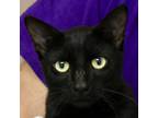 Adopt Jedha a All Black Domestic Shorthair / Domestic Shorthair / Mixed cat in