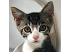 Adopt Sanderson a All Black Domestic Shorthair / Domestic Shorthair / Mixed cat