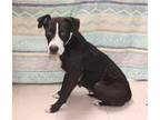 Adopt Sara Lee a Black Lakeland Terrier / Irish Setter dog in Forrest City