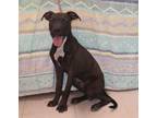 Adopt Sharp a Brindle Black Mouth Cur / Terrier (Unknown Type