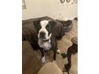 Adopt Titus a Brindle - with White Bull Terrier / Boxer / Mixed dog in Tacoma