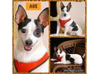 Adopt Ace a White - with Black Rat Terrier / Mixed Breed (Small) / Mixed dog in