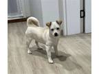 Adopt MARI a White Jindo / Corgi / Mixed dog in Agoura Hills, CA (39101460)