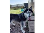 Adopt Laika a Husky / Mixed dog in Neillsville, WI (39101432)