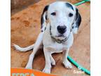 Adopt Sadie a Dalmatian dog in Windsor, CO (39092065)