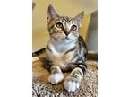 Adopt Kashmere Kingsley a Brown Tabby Domestic Shorthair / Mixed (short coat)