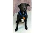 Adopt Lily a Mastiff / Labrador Retriever / Mixed dog in Atlantic City