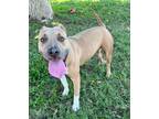 Adopt Bella a Red/Golden/Orange/Chestnut - with White Pit Bull Terrier / Mixed