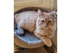 Adopt Phoenix a Orange or Red Tabby Domestic Mediumhair (medium coat) cat in