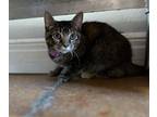 Adopt Dottie a Domestic Shorthair / Mixed cat in Bolivar, MO (39101002)