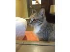 Adopt Karina a Tiger Striped American Shorthair / Mixed (short coat) cat in